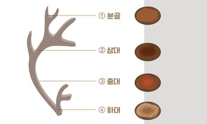 사슴뿔의 위치에 따른 구분