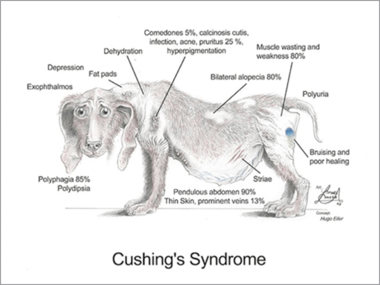 강아지 쿠싱증후군 증상